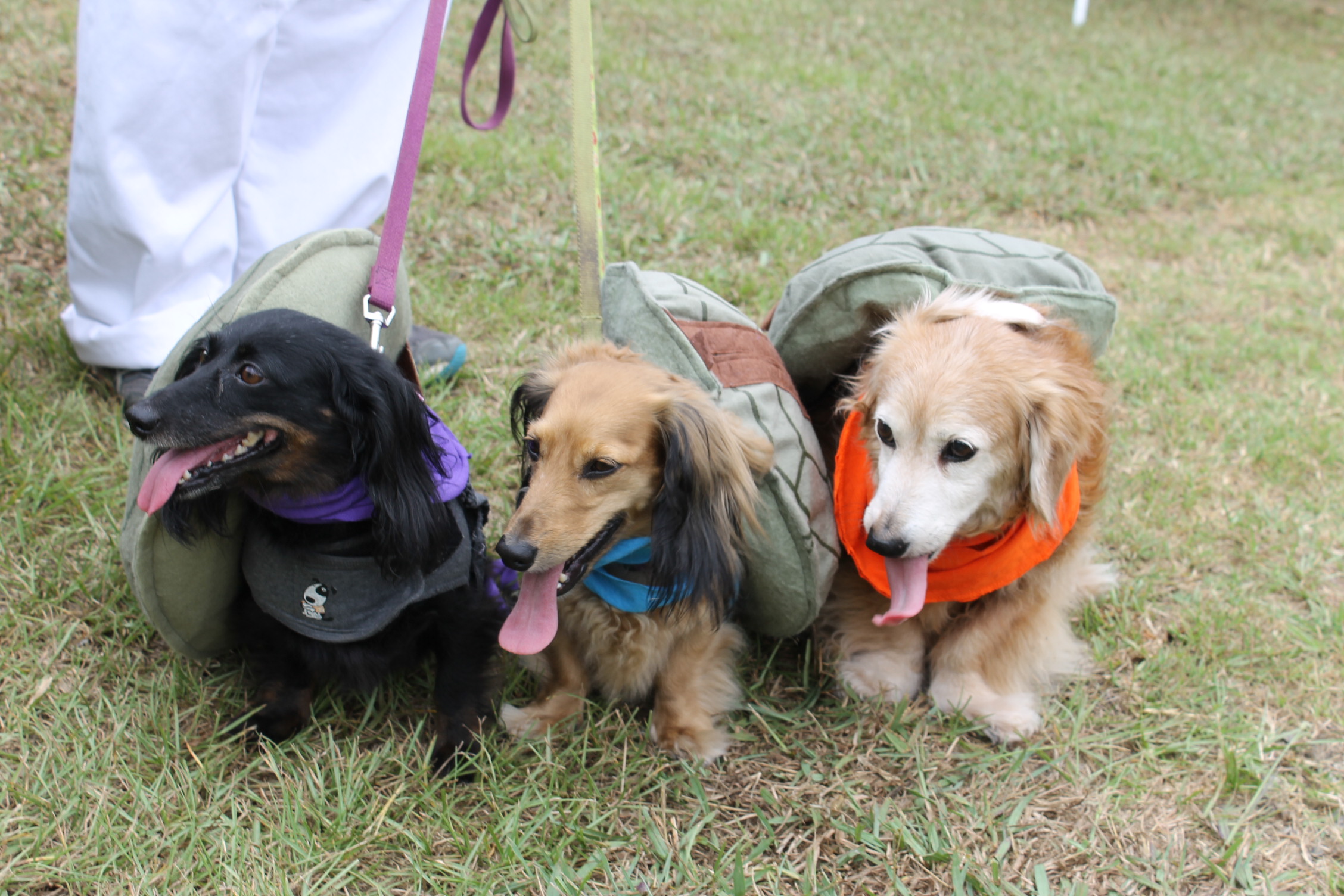Three rescued dachshunds wearing harnesses outdoors